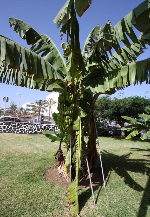 Fantastic Apartment With Sea Views Playa del Ingles  Exterior photo